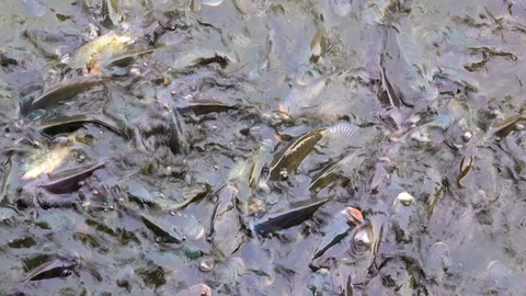 Feeding fish concept. It Tilapia fish floating and swimming find food in pond Stock Footage