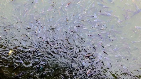 Feeding fish concept. It Tilapia fish floating and swimming find food in pond Video stock 88189949