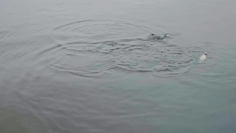 Feeding the fish. Fish jumping to the surface of the water during baiting at the Stock Footage 265851701