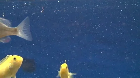 Feeding fish Stockbeeldmateriaal 2539002