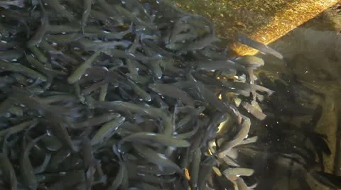 Feeding fish Stock-Footage 10595160