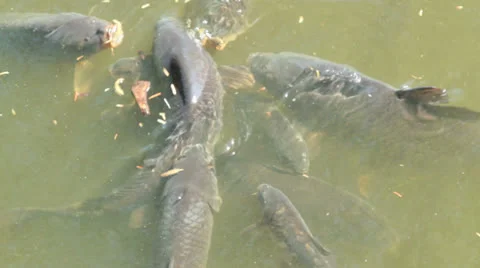 Feeding fish Stock Footage 25899857