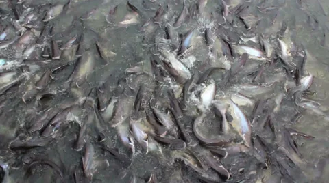 Feeding fish Stock Footage 29151998