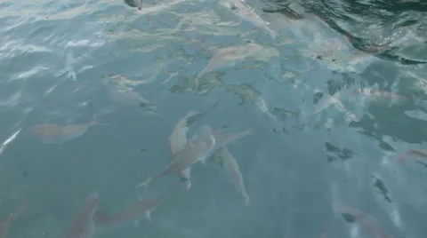 Feeding fish Stock Footage 37804072