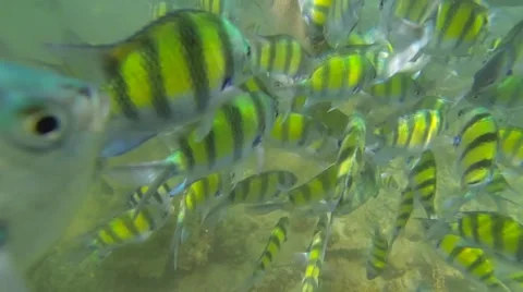 Feeding fish Stock Footage 47584751