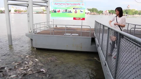 Feeding Fish Stock Footage 56349284