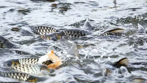 Feeding fish Stock Footage 77517476