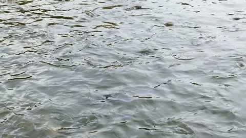 Feeding fish Video stock 77517836