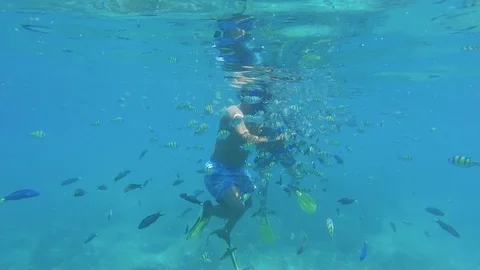 Feeding Fish 스톡 동영상 90231572