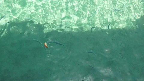 Feeding Fish Stock Footage 103801534