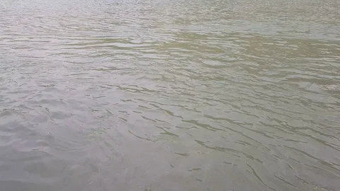 Feeding to fish Vídeo Stock 106710063