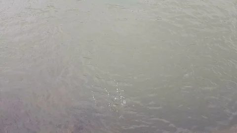 Feeding to fish Stock Footage 106710213