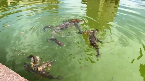 Feeding fish Stock Footage 157755550