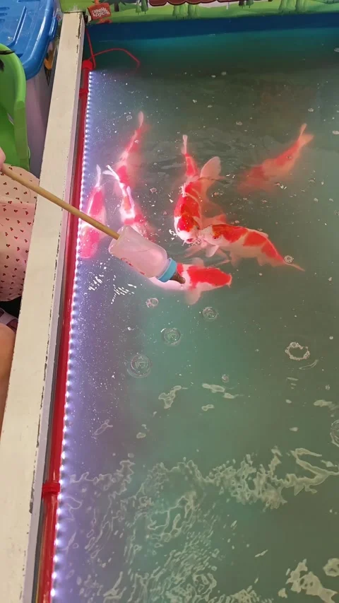 Feeding the fish Stock Footage 316579610