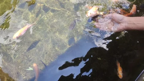 Feeding fish by hand Stock Footage 303207813