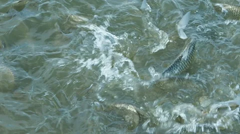 Feeding fish in lake. Stock Footage 53458291