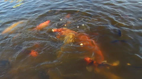 Feeding the Fish in the Lake Video stock 67565541