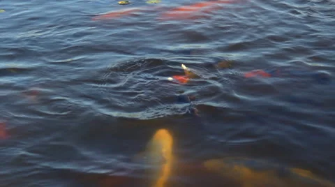 Feeding the Fish in the Lake Stock Footage 67565609