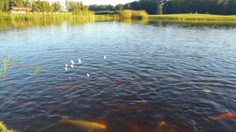 Feeding the Fish in the Lake Stock Footage 67565627