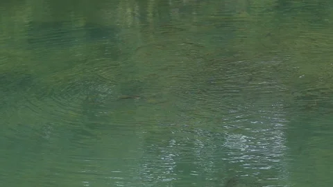 Feeding the fish in the Lake Video stock 89070110