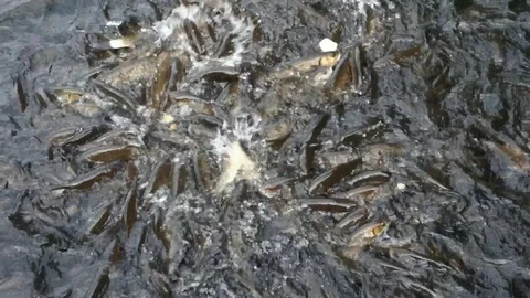 Feeding fish in the lake Stock Footage 107770860