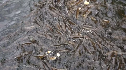 Feeding fish in the lake Stock Footage 107770901