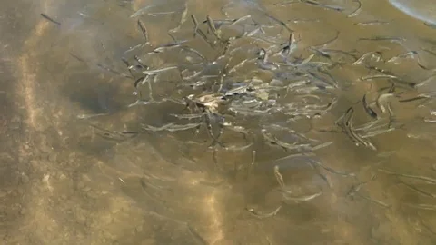 Feeding fish in the lake Stock Footage 107780612