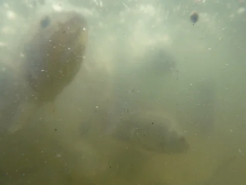 Feeding fish in natural pond Stock Footage 77328504