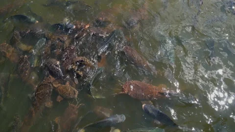 Feeding fish in natural river  Stock-Footage 169781197
