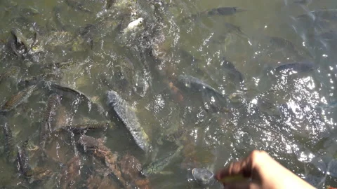 Feeding fish in natural river  库存影片 169781643