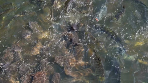 Feeding fish in natural river  库存影片 169783067