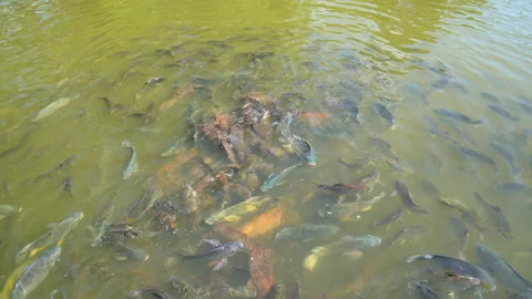 Feeding fish in natural river  库存影片 169783551