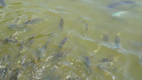 Feeding fish in natural river  스톡 동영상 169783878