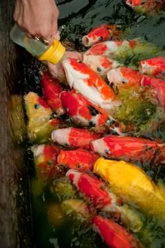 Feeding fish Stock Photos