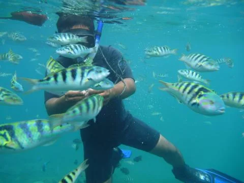 Feeding the Fish Stock Photos