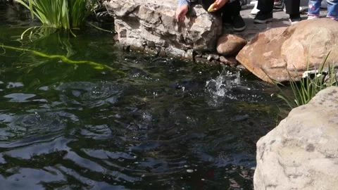 Feeding the fish in the pond with bread. Stock Footage 213795923