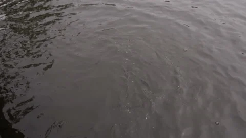 Feeding fish in the pond Stock Footage 164909084