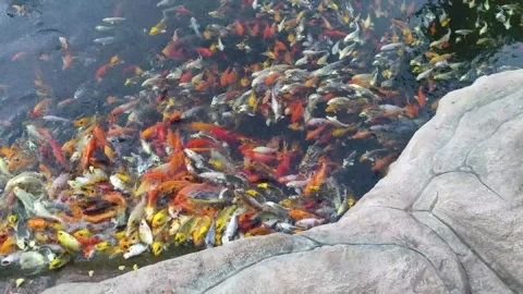 Feeding fish in the pond Stock Footage 241659364