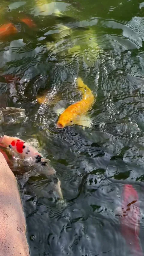 Feeding the fish in the pond Stock Footage 283186435