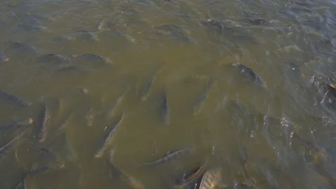  feeding fish in pond, many fish nile tilapia eating food in farm agriculture Vidéo 122892140