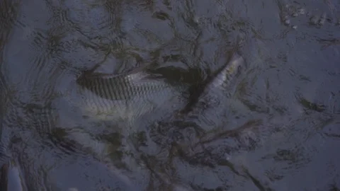  feeding fish in pond, many fish nile tilapia eating food in farm agriculture Vídeo Stock 122892709
