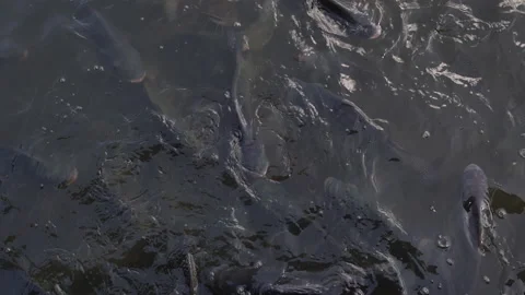 Feeding fish in river, catfish and tilapia nile in water 库存影片 150283019