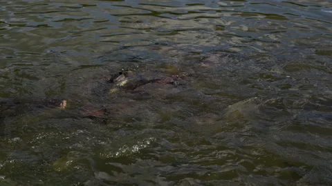 Feeding fish in river, catfish and tilapia nile in water 库存影片 150283153