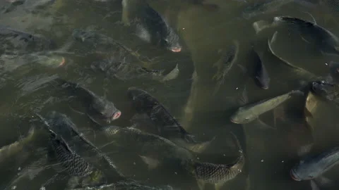 Feeding fish in river, catfish and tilapia nile in water Stockbeeldmateriaal 150283453