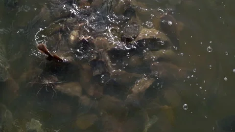 Feeding fish in river, catfish and tilapia nile in water Stock Footage 150283490