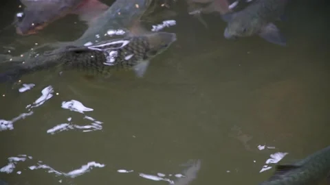 Feeding fish in a small murky pond. Koi fish. Close up. Stock Footage 156704556