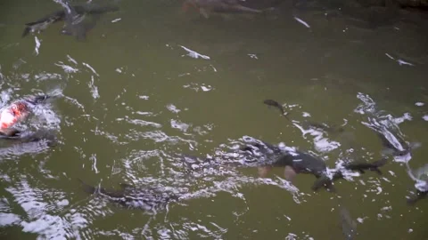 Feeding fish in a small murky pond. Koi Fish Stock Footage 156704584