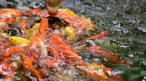Feeding fish traffic. Stock Footage 49931606