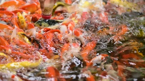 Feeding fish traffic. Stock Footage 49932132