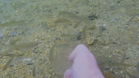 Feeding fish underwater Video stock 201962774